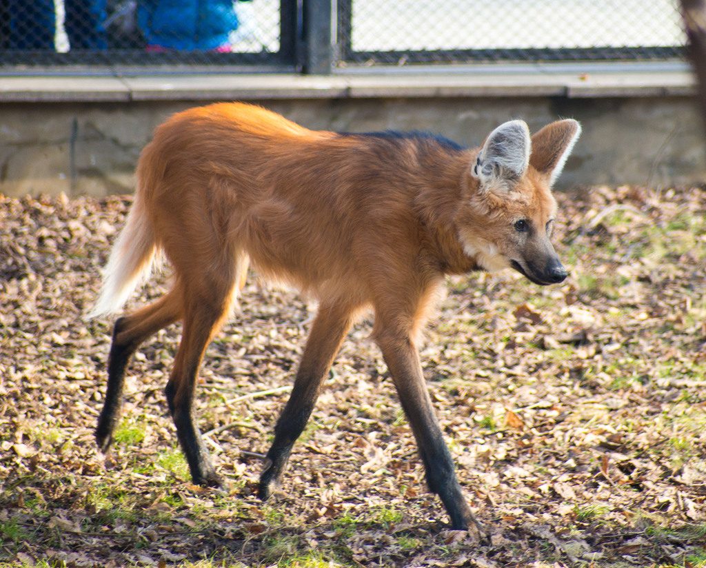 Maned Wolf reference