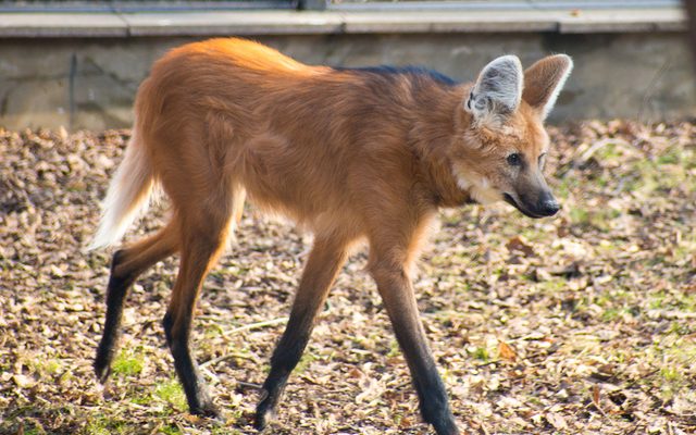 Maned Wolf reference