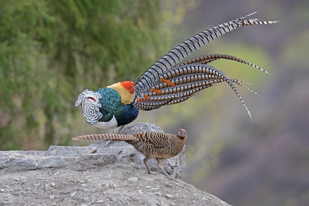 Lady Amherst's Pheasant reference