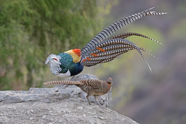 Lady Amherst's Pheasant reference