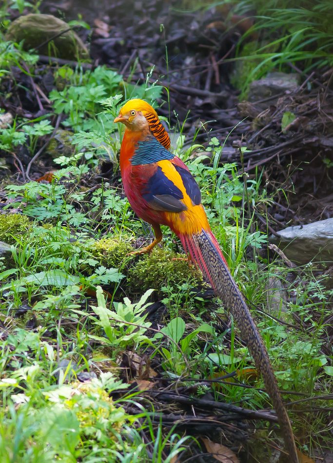 Golden Pheasant reference