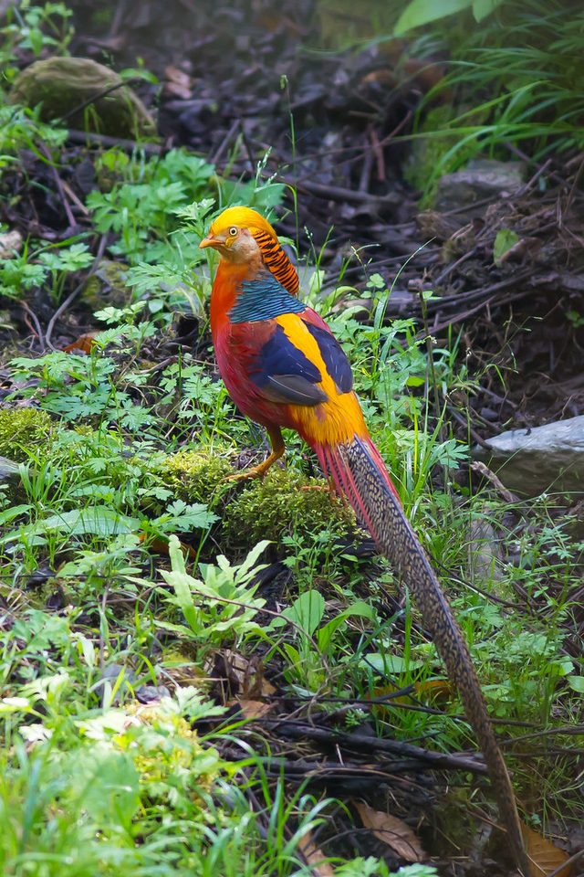 Golden Pheasant reference