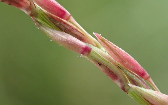 Vetiver reference