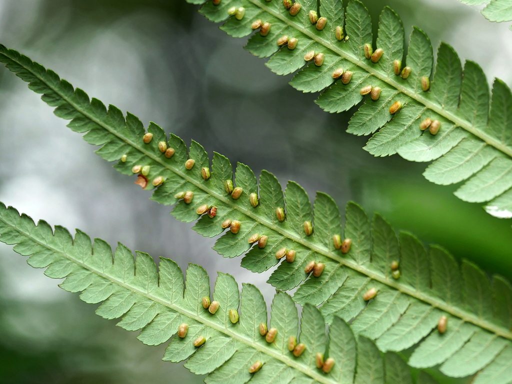Golden Chicken Fern reference