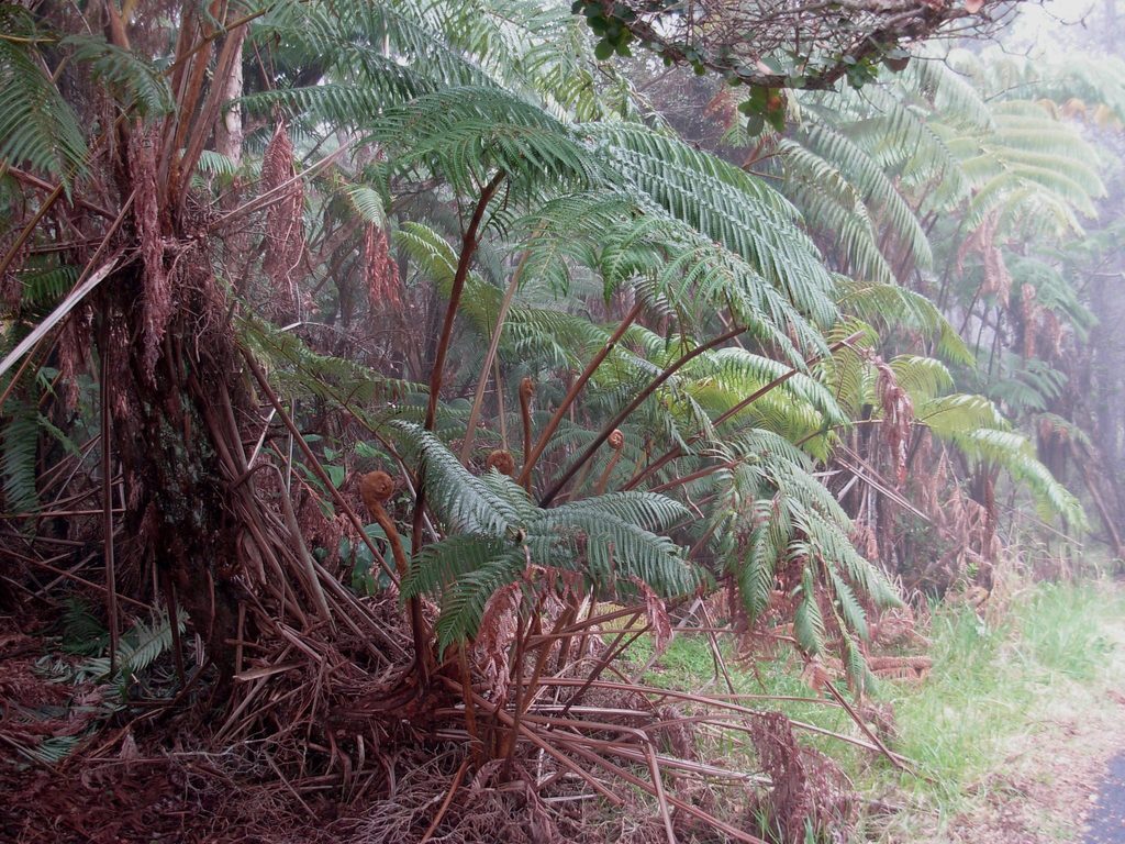 Hapuʻu Tree Fern reference
