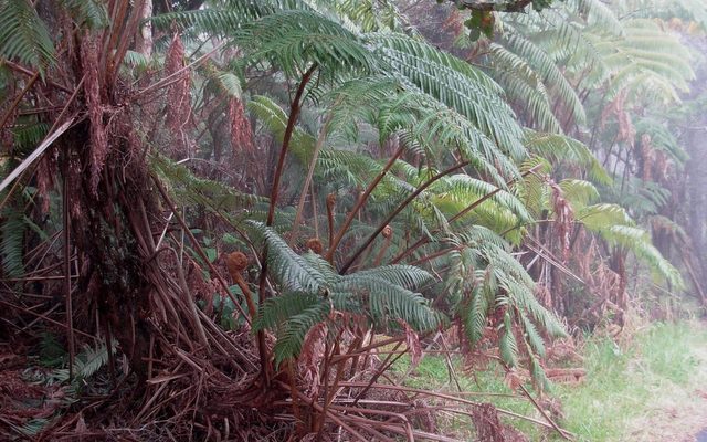 Chamisso's Tree Fern reference