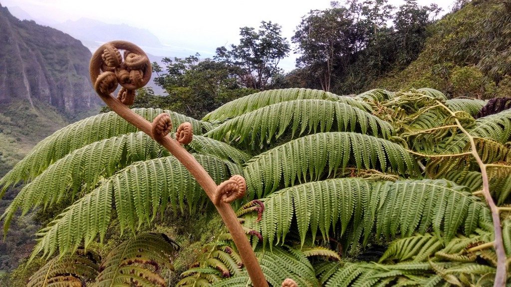 Hawaiian Tree Fern reference