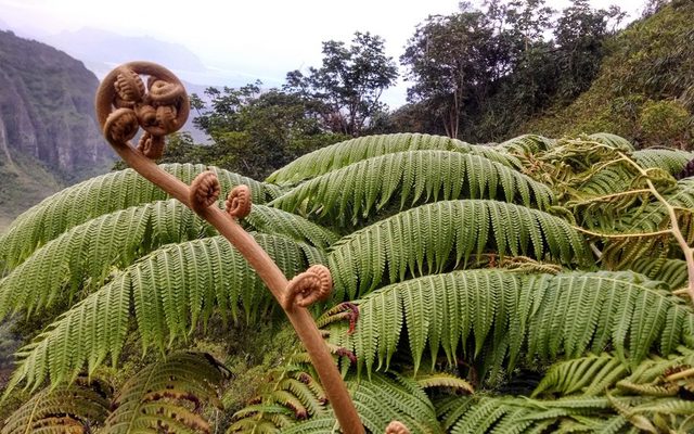 Hāpuʻu Tree Fern reference