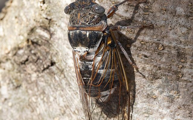 Ash Cicada reference