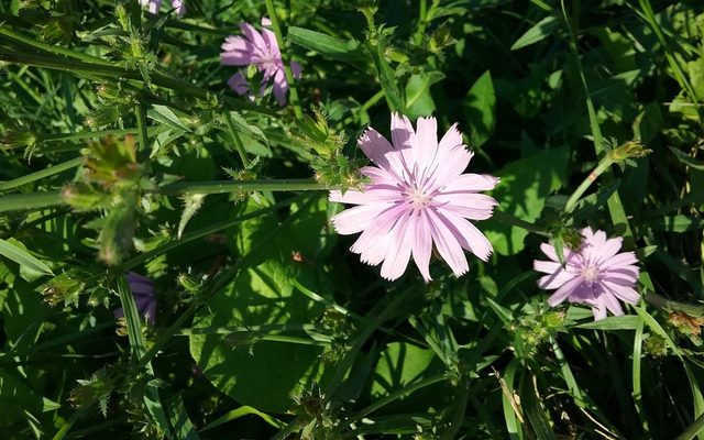 Chicory reference