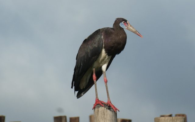 Abdim's Stork reference