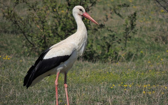 White Stork reference