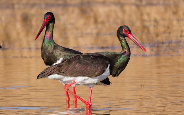 Black Stork reference