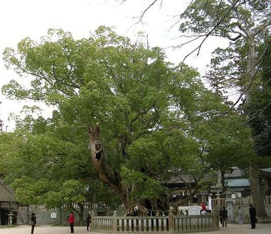 Cinnamomum camphora reference