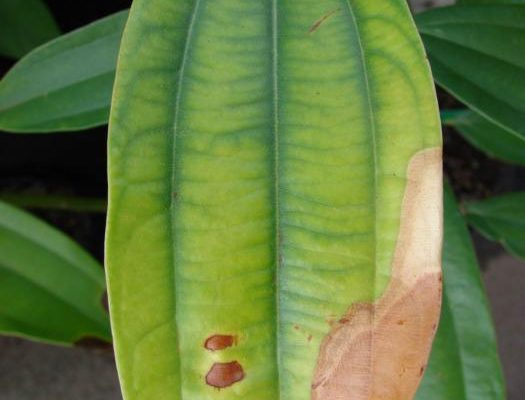 Ceylon Cinnamon reference