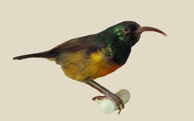 Loveridge's Sunbird reference