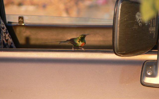 Beautiful Sunbird reference