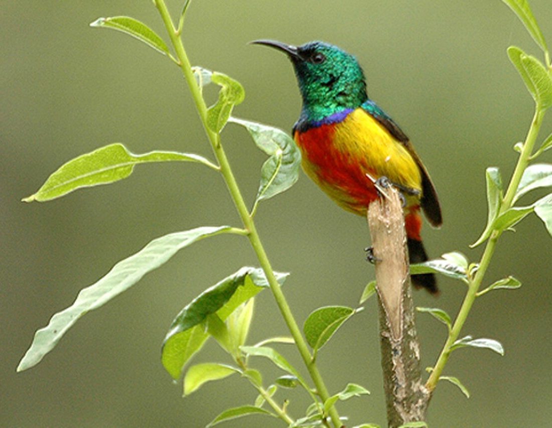 Regal Sunbird reference