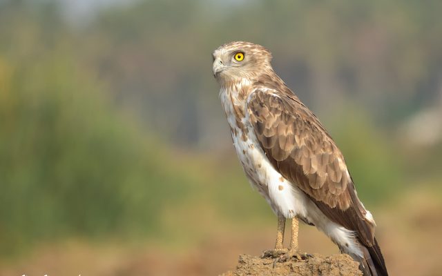 Short-toed Snake Eagle reference