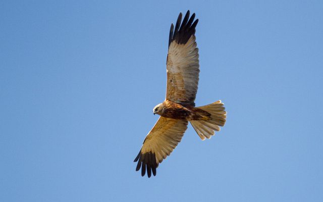 Eurasian Marsh Harrier reference