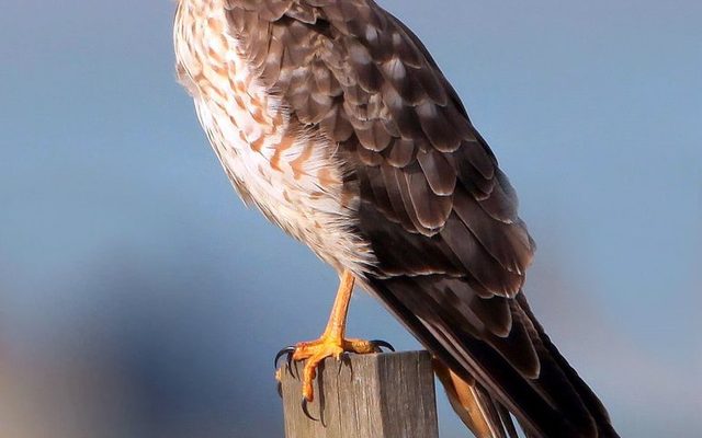 Northern Harrier reference