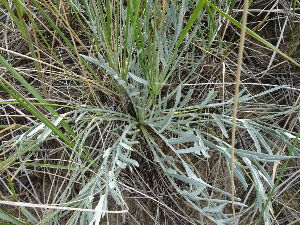 Pitcher's thistle reference