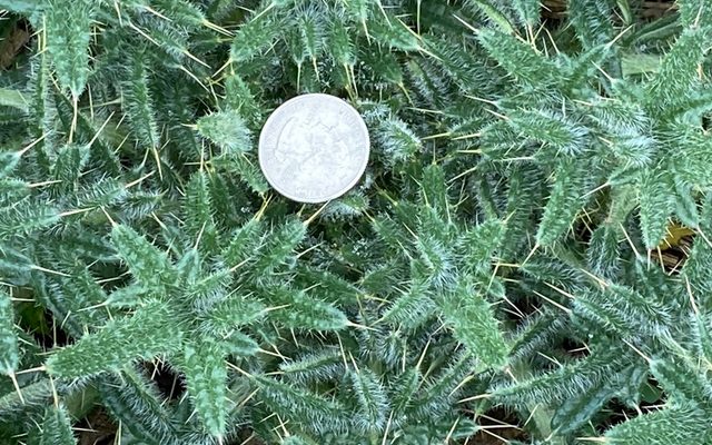 Bull Thistle reference