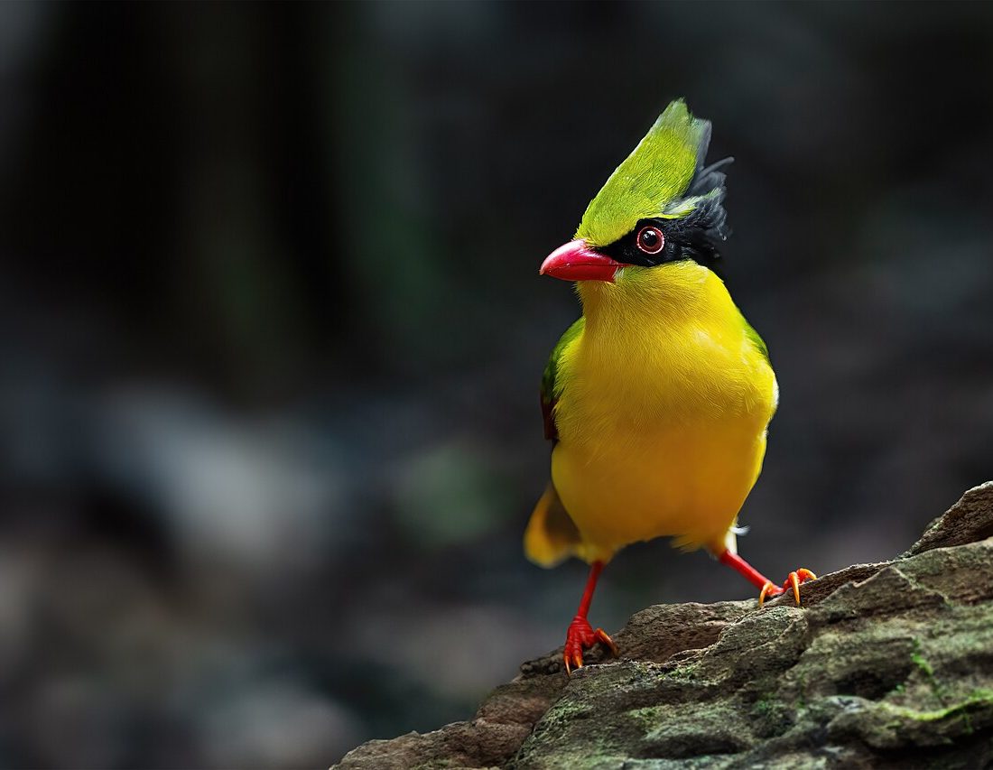 Indochinese Green Magpie reference