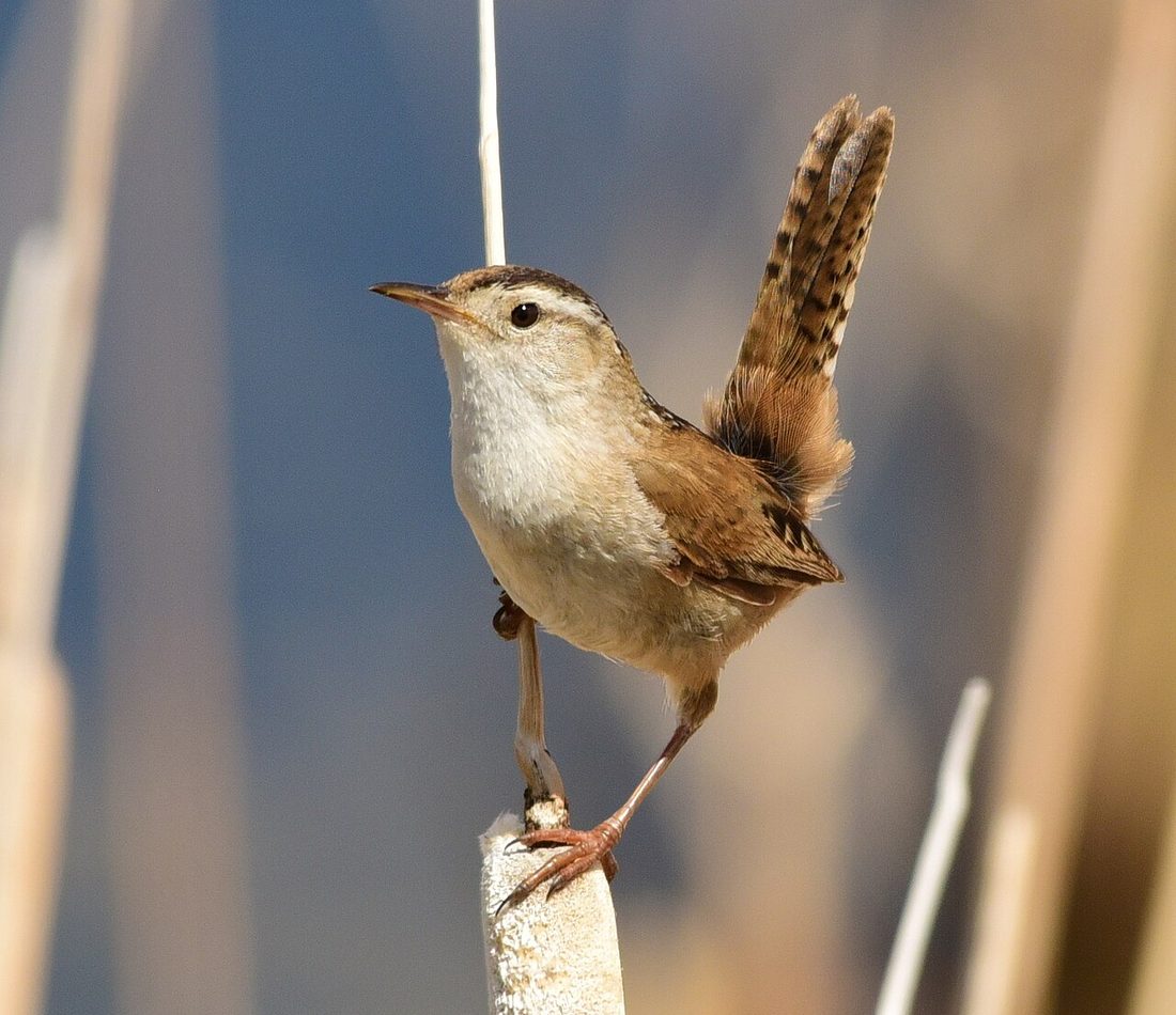Marsh Wren reference