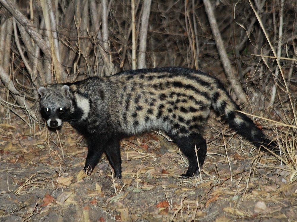 African Civet reference