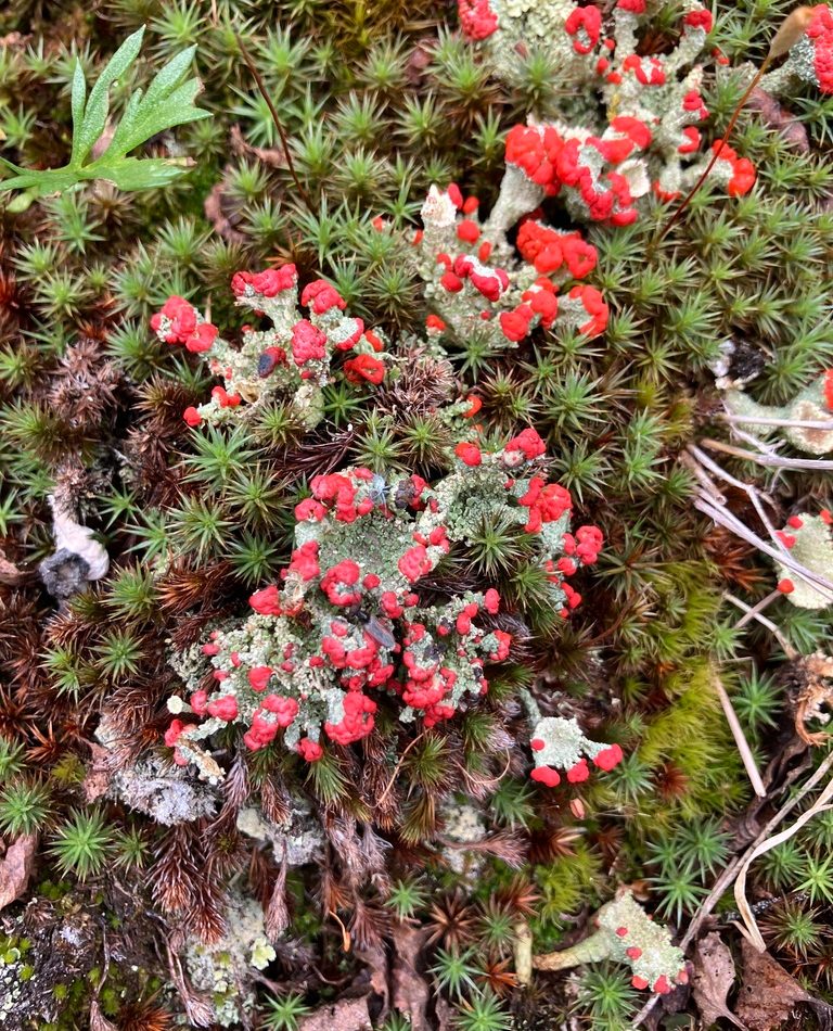 Antarctic Candleholder Lichen reference