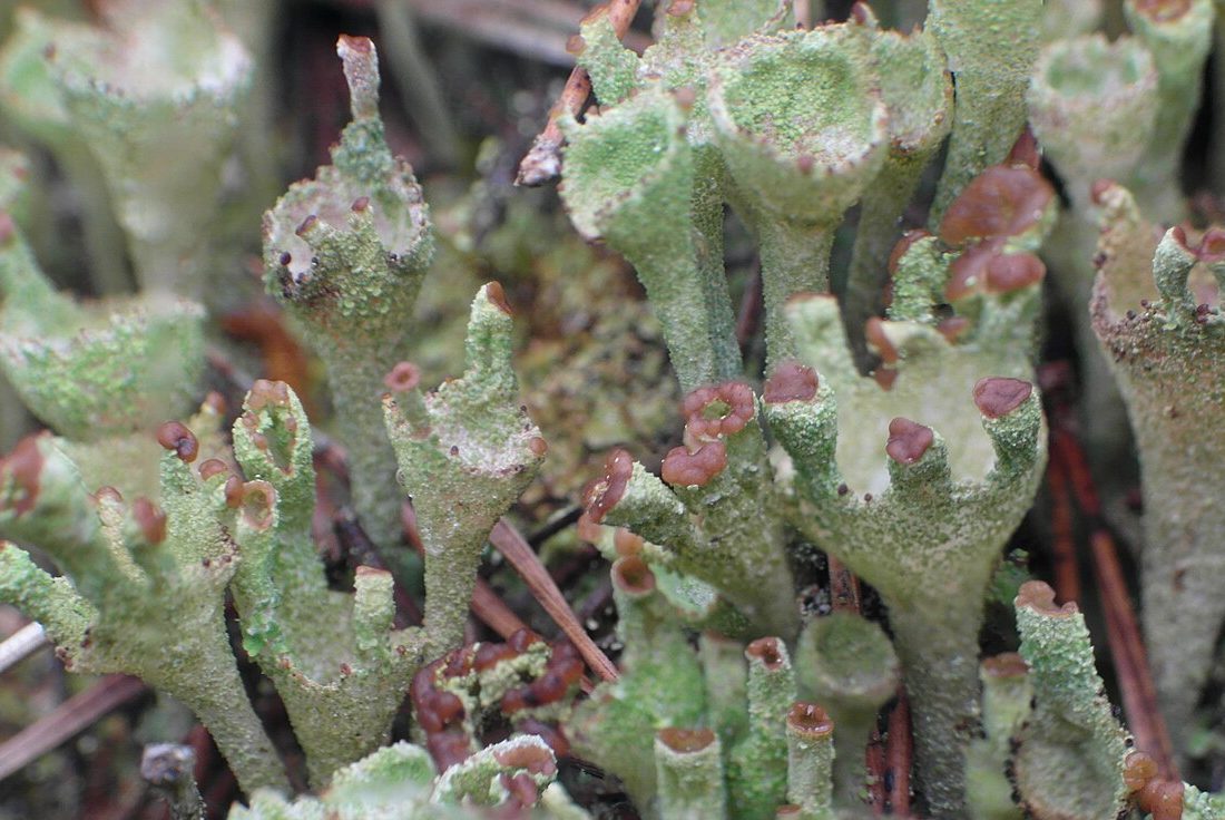Pebble Cup Lichen reference