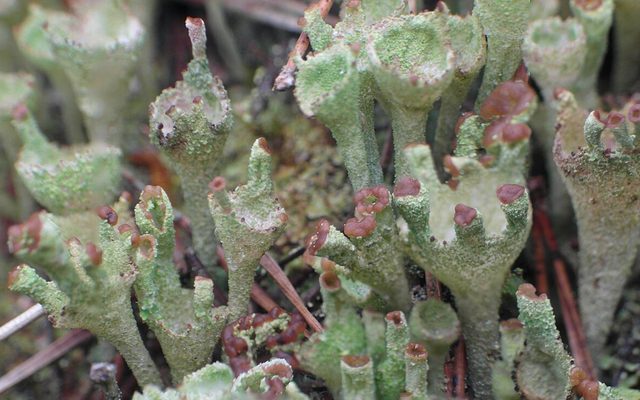 Pixie Cup Lichen reference