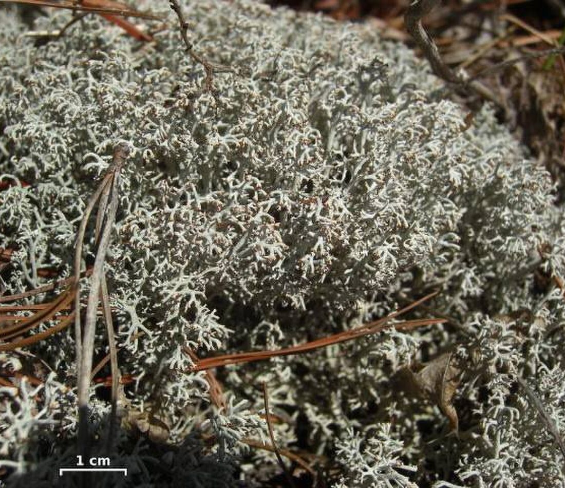 Reindeer Lichen reference