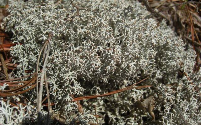 Reindeer Lichen reference