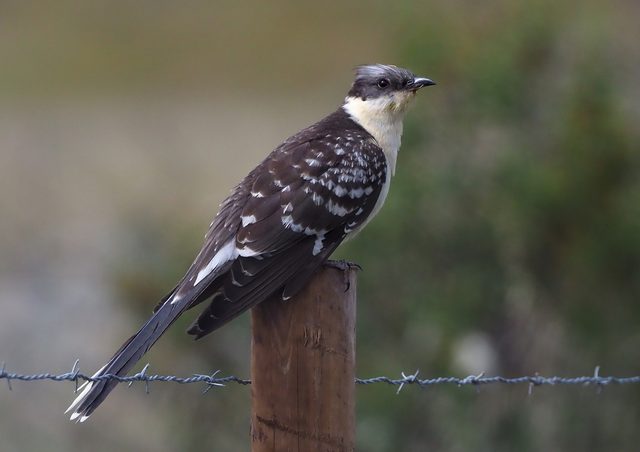 Great Spotted Cuckoo reference