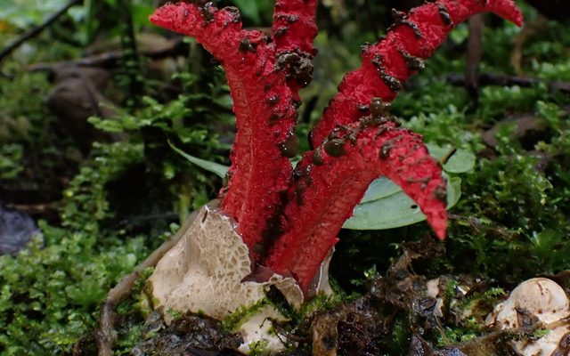 Octopus Stinkhorn reference