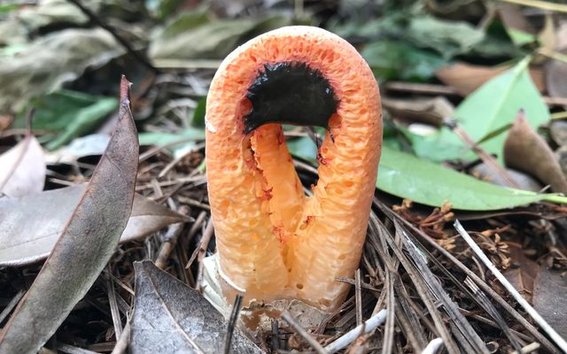 Columned Stinkhorn reference