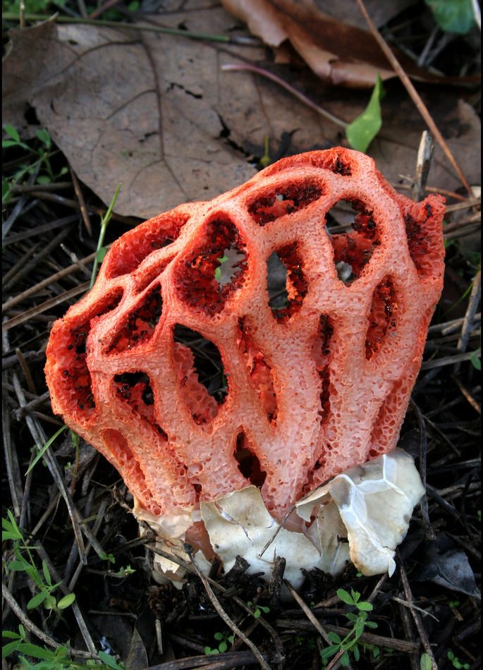 red-cage fungus reference