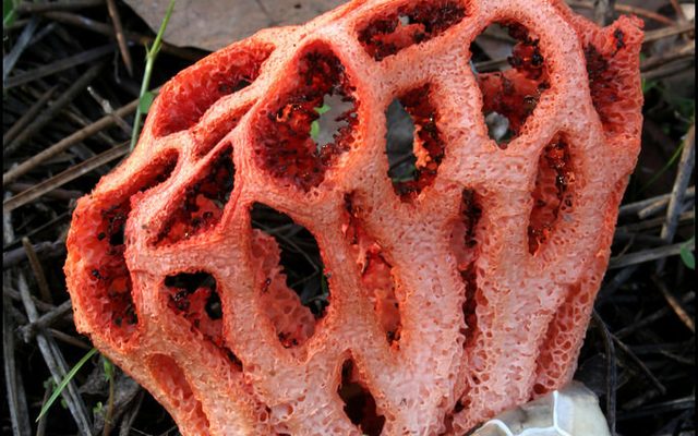 Red Cage Fungus reference