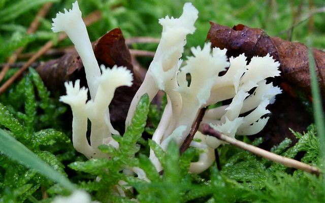 Crested Coral Fungus reference