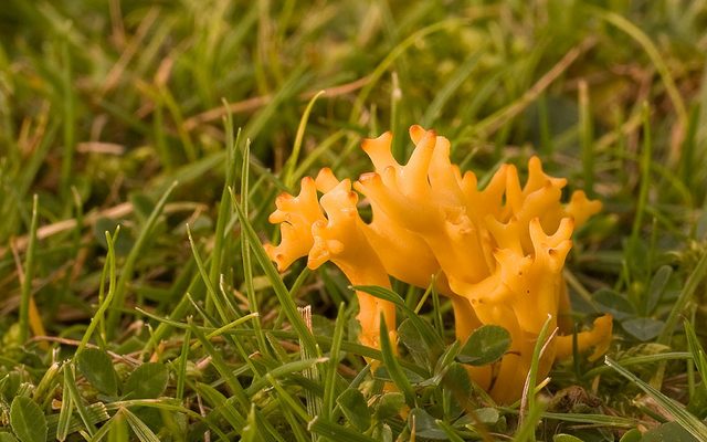 Yellow Coral Fungus reference