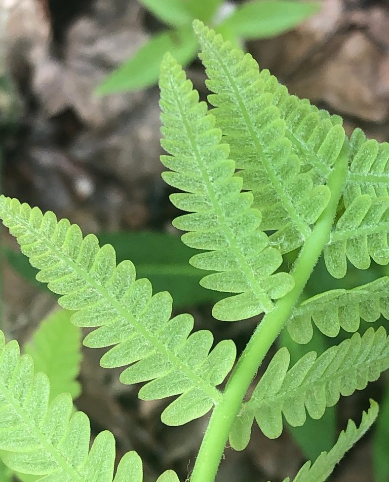 Interrupted Fern reference