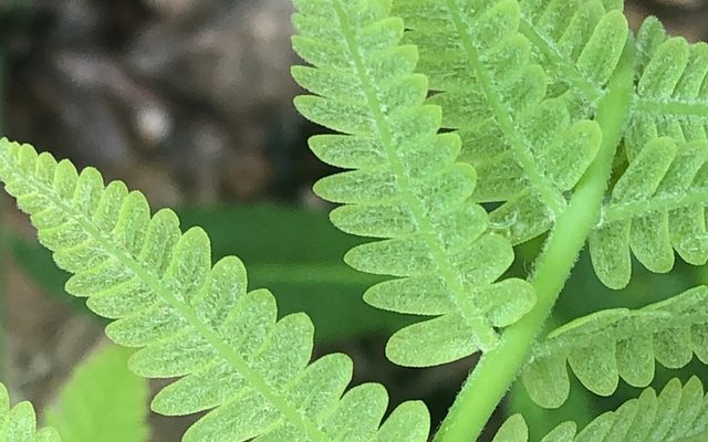 Interrupted Fern reference