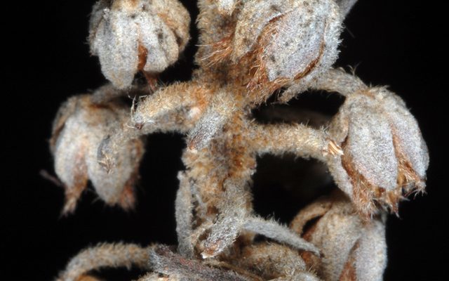 Mountain Pepperbush reference