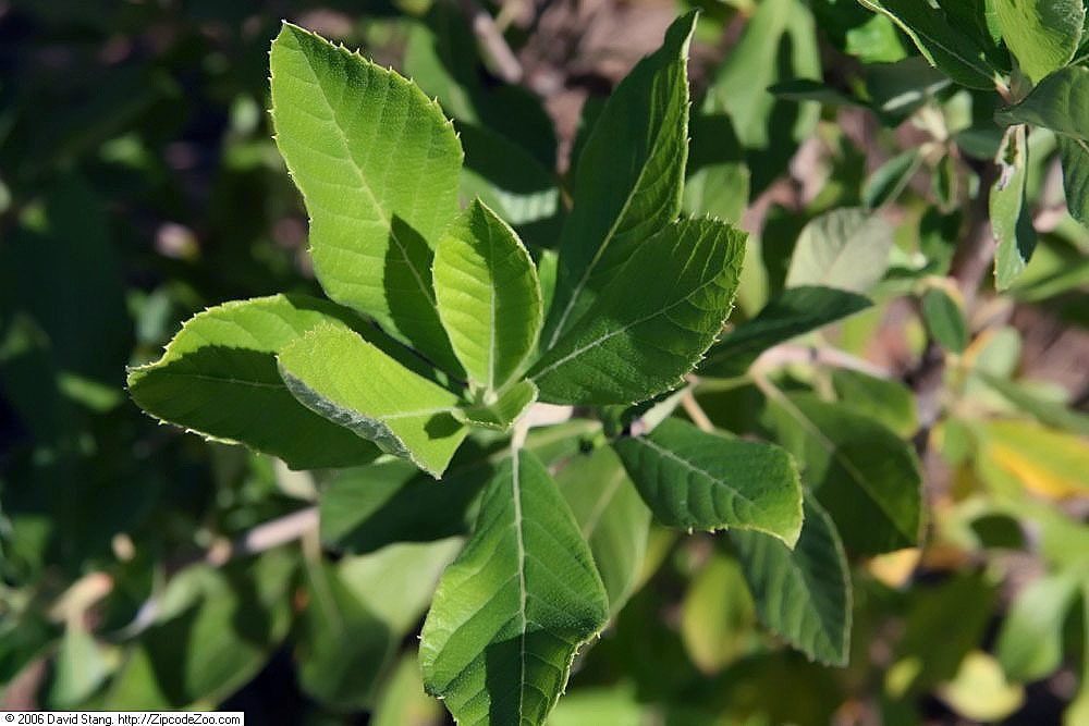 Sweet Pepperbush reference