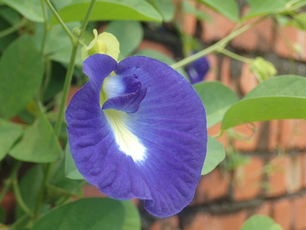 Blue Pea reference