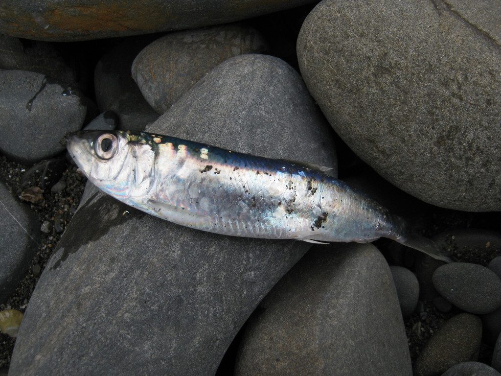 Atlantic Herring reference