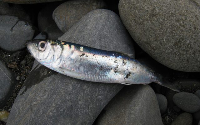 Atlantic Herring reference