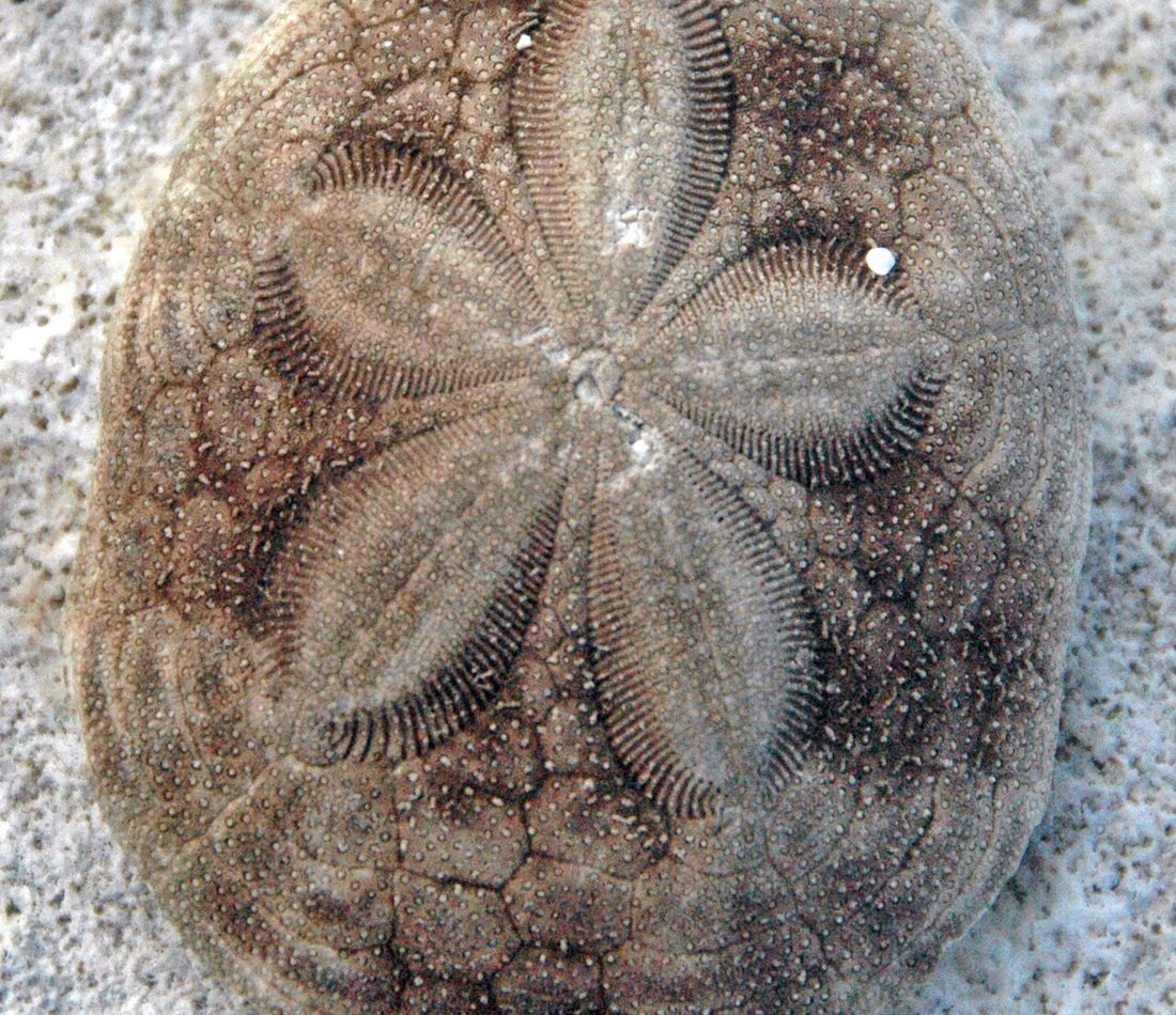 Sea Biscuit reference